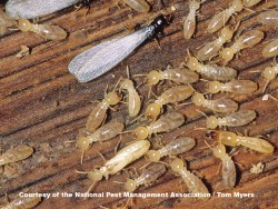 44-termite-e-subterranean-termite.jpg